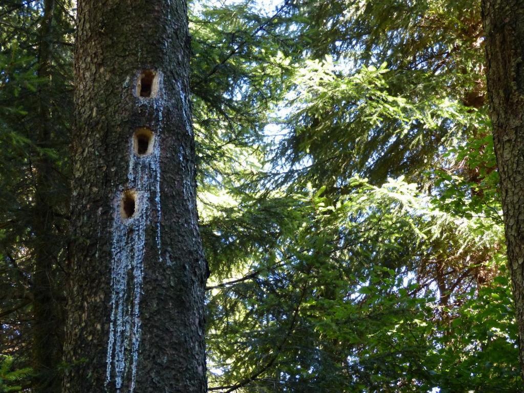 Apartmán Haus Wald-Eck Schmallenberg Exteriér fotografie